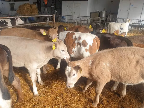 Ng'ombe (kikundi, jinsia haijatajwa), Simmental cattle
