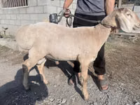Ram, Arashan sheep — photo 1