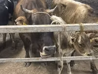 Ng'ombe jike, Ukrainian Brown Dairy Cattle — picha 2