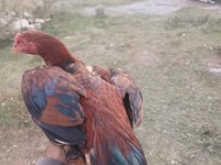 Chickens — picha 1