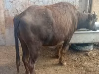 母牛, African Buffalo — 照片 3