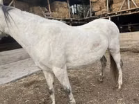 Stute, Tersk horse — Foto 1