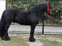 घोड़ा, Fell pony — फ़ोटो 4