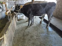 Ng'ombe jike, Russian Black pied cattle — picha 4
