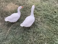 Geese — الصورة 2