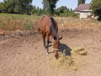 Stute, Kyrgyz Horse — Foto 2