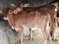 Kuh, Brahman — Foto 1
