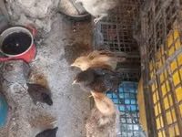 Chickens — picha 3