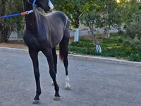 Farasi dume, Akhal-Teke — picha 3