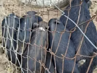 Verro — foto 1