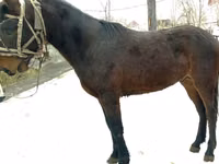 Farasi dume, Budyonny horse — picha 2