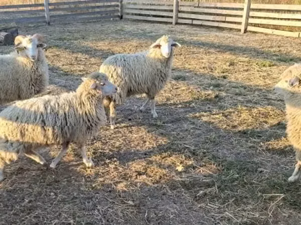 公羊, Sheep