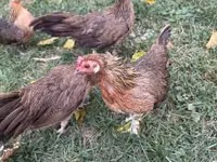 Danish hen — picha 5