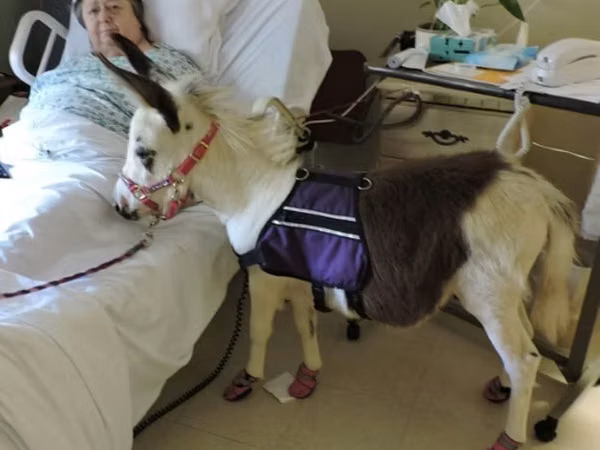 घोड़ी, Miniature horse