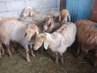 भेड़, Arashan sheep — फ़ोटो 3
