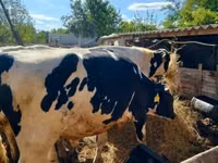 Bull, Russian Black pied cattle — photo 3