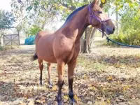 Hengst, Nonius horse — Foto 4