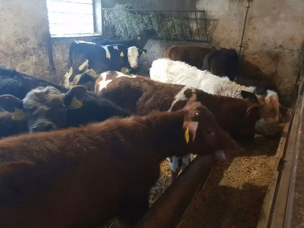 Bull, Cattle