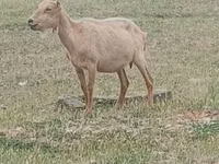 बकरा, Alpine goat — फ़ोटो 1