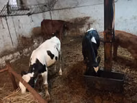 Ng'ombe (kikundi, jinsia haijatajwa), Simmental cattle — picha 6