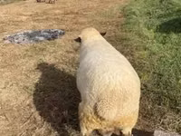 Dume la kondoo, Hampshire sheep — picha 4
