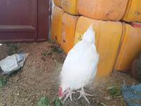 Leghorn — picha 3