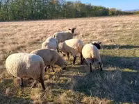 Dume la kondoo, Shroshire sheep — picha 4