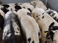 أبقار (دفعة، الجنس غير محدد), Simmental cattle — الصورة 4