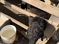 Widder, Blackheaded Persian sheep — Foto 2