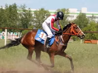 Yegua, Arabian horse — foto 3