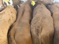 Rinder (Partie, Geschlecht nicht angegeben), Simmental cattle — Foto 7