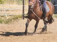 Farasi dume, Međimurje horse — picha 6