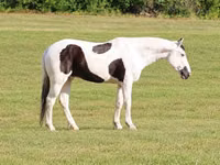Farasi dume, American paint horse — picha 1