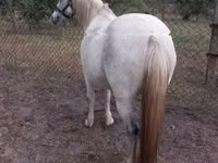 Yegua, Caballos — foto 4