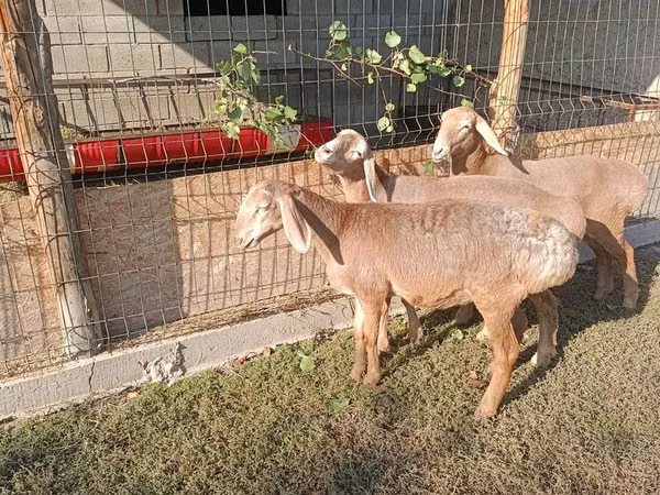 भेड़, Arashan sheep