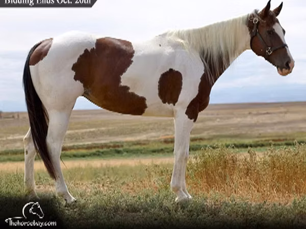 Stute, Rocky Mountain Horse