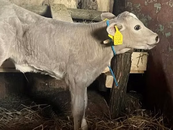 Kuh, Charolais cattle