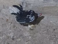 ياباني بانتام — الصورة 1