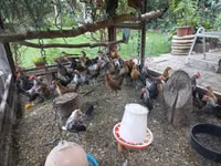 Bantam holandés — foto 7