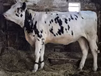 Cow, Russian Black pied cattle — photo 1