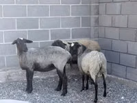 Schaf, Romanov sheep — Foto 2