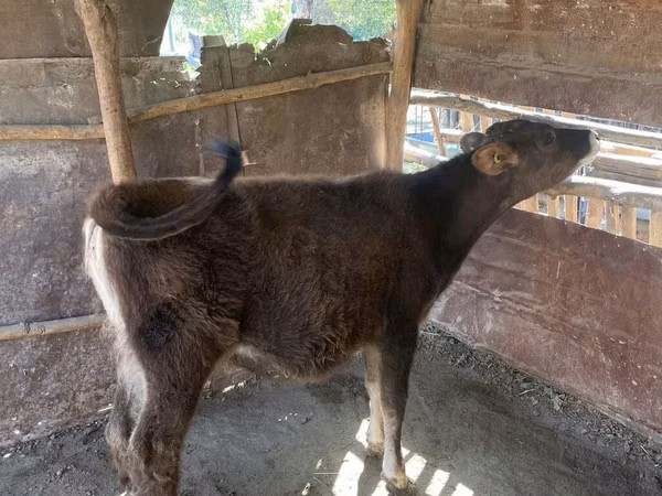 Cow, Cattle