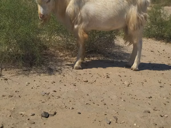 Cabro, Cabras