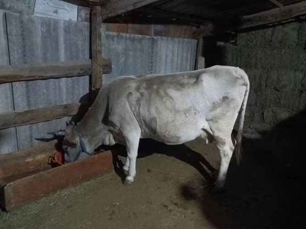 Cow, Cattle