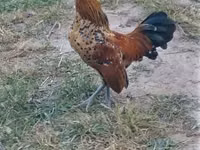 Bantam holandés — foto 2