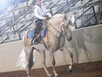 Stute, Palomino — Foto 6