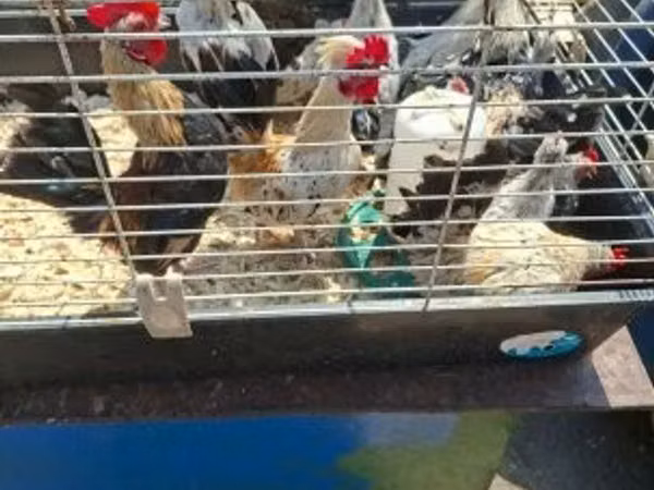 Bantam holandés