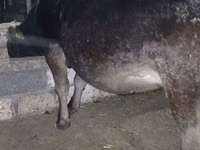 गाय, अलाताऊ नस्ल — फ़ोटो 1