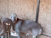 Ram, Arashan sheep — photo 2