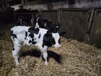 Bulle, Russian Black pied cattle — Foto 1